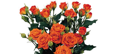 BABE,Spray Rose