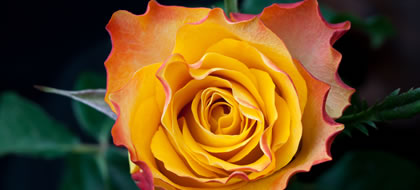 DOWNTOWN,Premium Rose