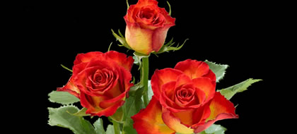 INKA,Regular Rose