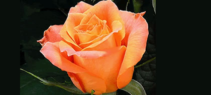 JULISCHKA, Premium Plus Rose