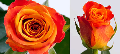 MARIYO,Special Premium, Large headed Rose