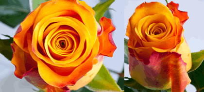 MARIE CLAIRE,Special Premium,Large headed Rose