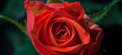 ORANGE CRUSH,Standard Rose