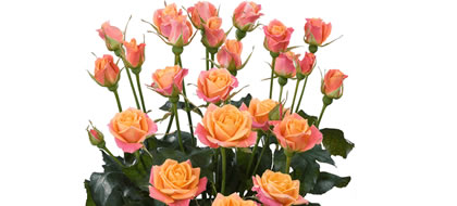 SONORA,Spray Rose