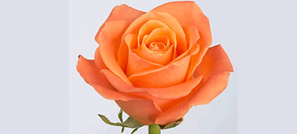 TROPICAL AMAZON,Regular Rose