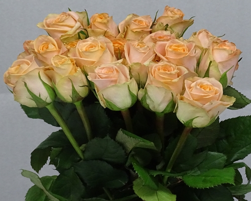 MAYFAIR, Regular Rose