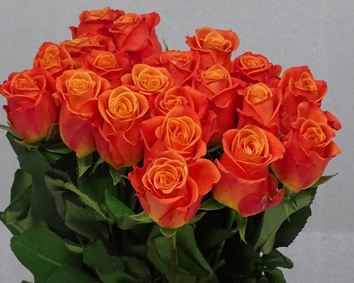 ORANGE CRUSH,Standard Rose