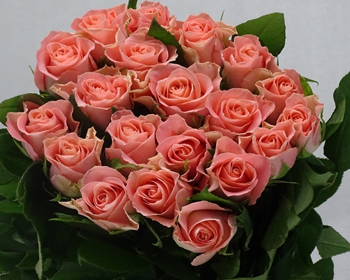 PINK SWIFT,Premium Large headed Rose