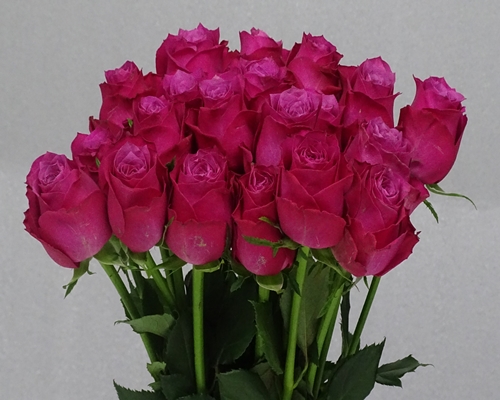 ROSANA, Regular Rose