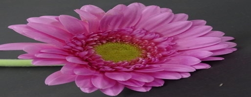 GERBERA_BURGOMY