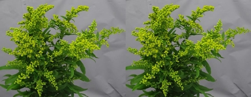 SOLIDAGO