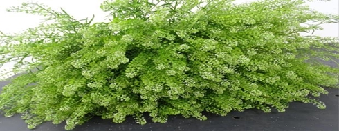 LEPIDIUM