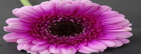 GERBERA_TAFARREL