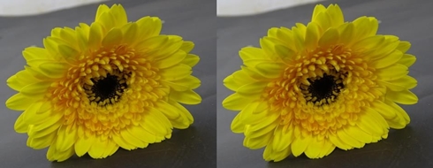 GERBERA_YELLOW